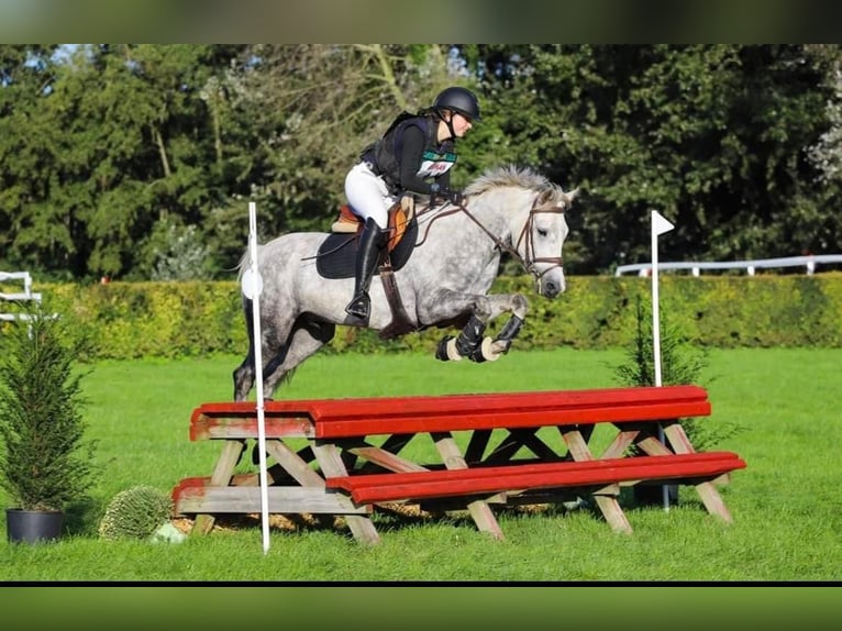 Connemara Caballo castrado 5 años 147 cm Tordo in State 11