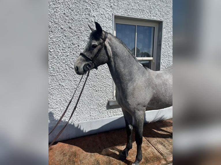 Connemara Caballo castrado 5 años 147 cm Tordo in Ballinasloe