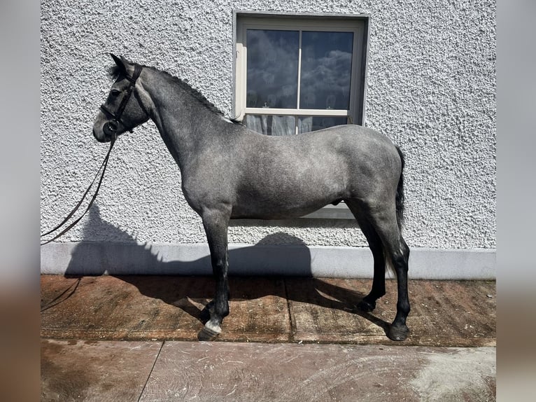 Connemara Caballo castrado 5 años 147 cm Tordo in Ballinasloe