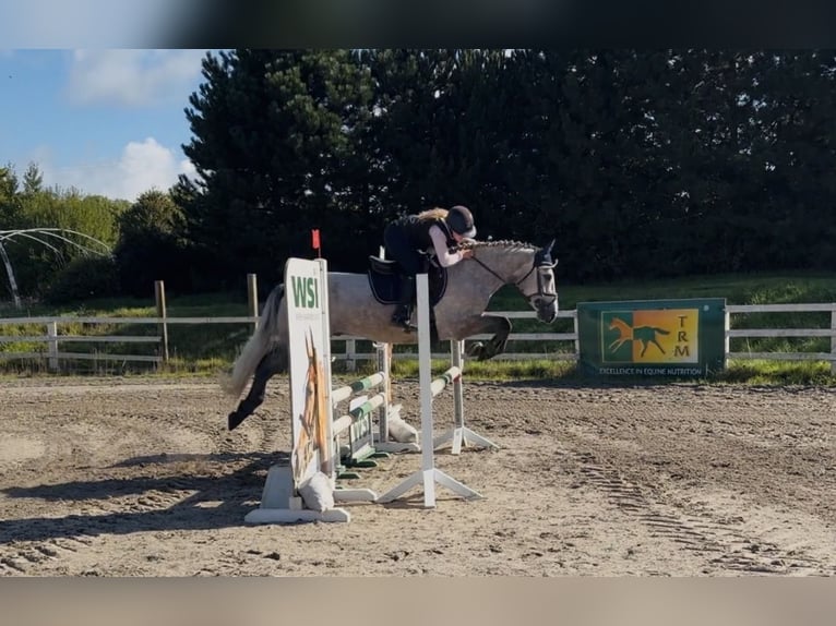 Connemara Caballo castrado 5 años 147 cm Tordo rodado in Mountrath, Co. Laois