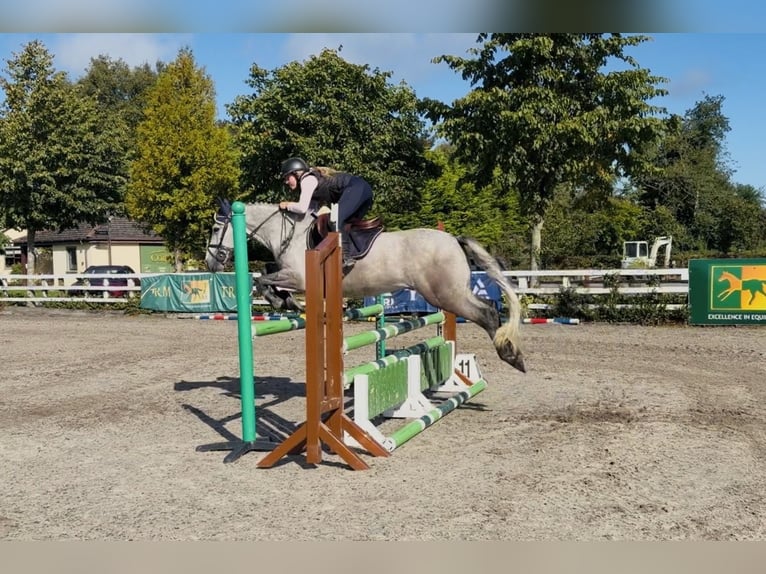 Connemara Caballo castrado 5 años 147 cm Tordo rodado in Mountrath, Co. Laois