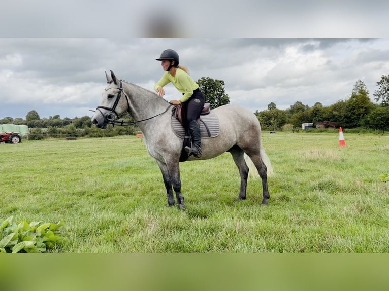 Connemara Caballo castrado 5 años 147 cm Tordo rodado in Mountrath, Co. Laois