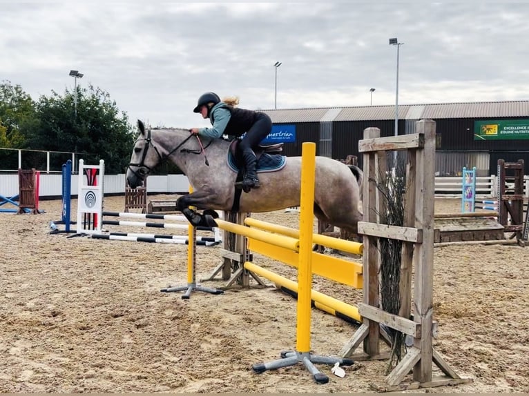 Connemara Caballo castrado 5 años 147 cm Tordo rodado in Mountrath, Co. Laois