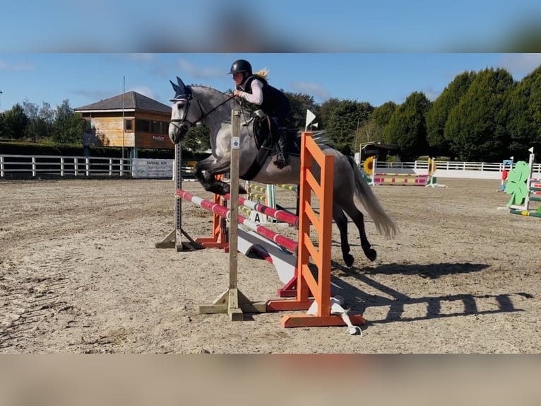 Connemara Caballo castrado 5 años 147 cm Tordo rodado in Mountrath, Co. Laois