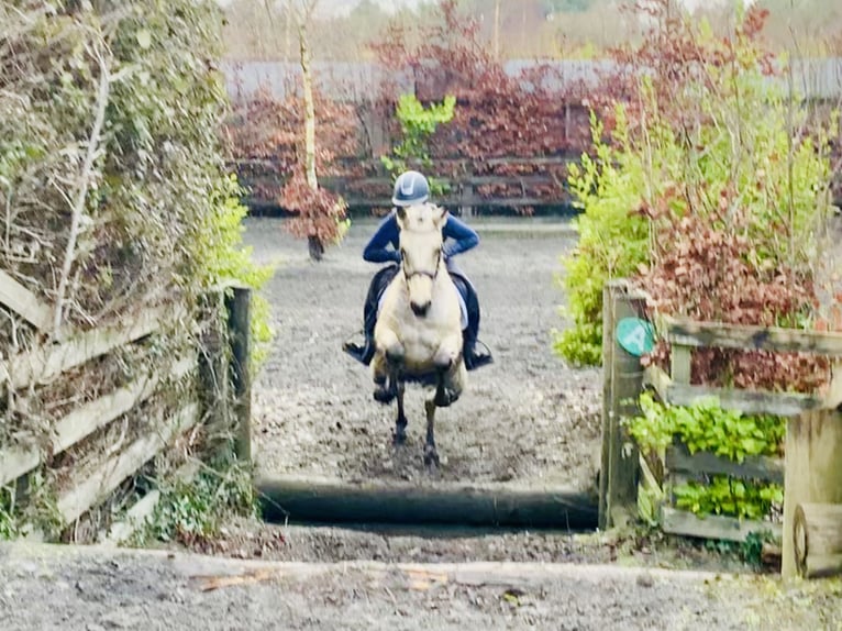 Connemara Caballo castrado 5 años 148 cm Bayo in Mountrath