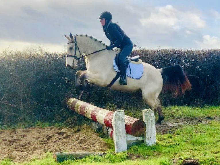 Connemara Caballo castrado 5 años 148 cm Bayo in Mountrath