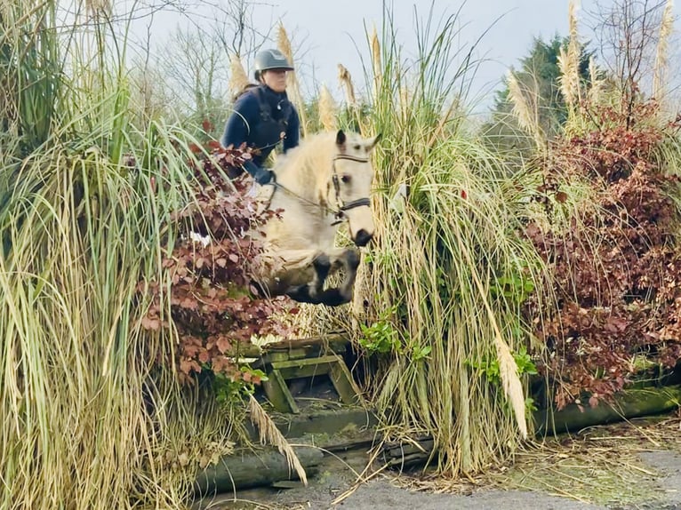 Connemara Caballo castrado 5 años 148 cm Bayo in Mountrath