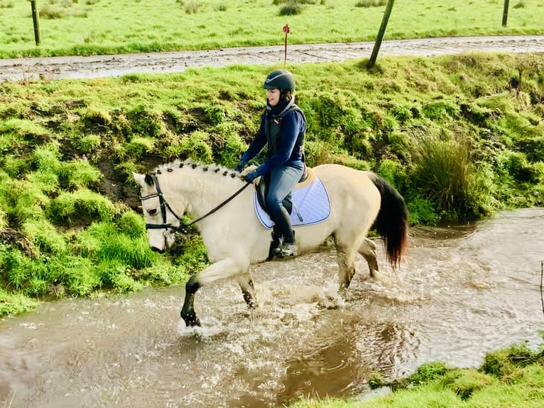 Connemara Caballo castrado 5 años 148 cm Bayo in Mountrath