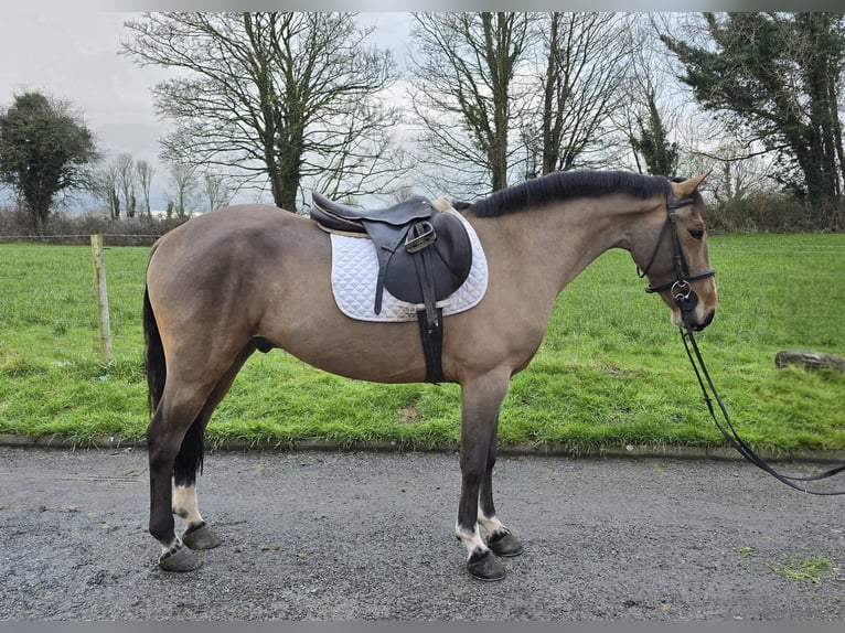 Connemara Mestizo Caballo castrado 5 años 148 cm Castaño rojizo in Portumna