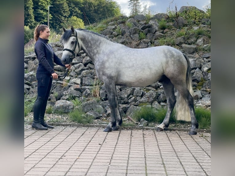 Connemara Caballo castrado 5 años 148 cm Tordillo negro in Lisberg