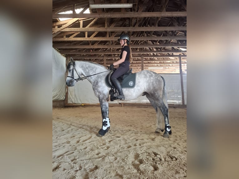 Connemara Caballo castrado 5 años 148 cm Tordillo negro in Lisberg