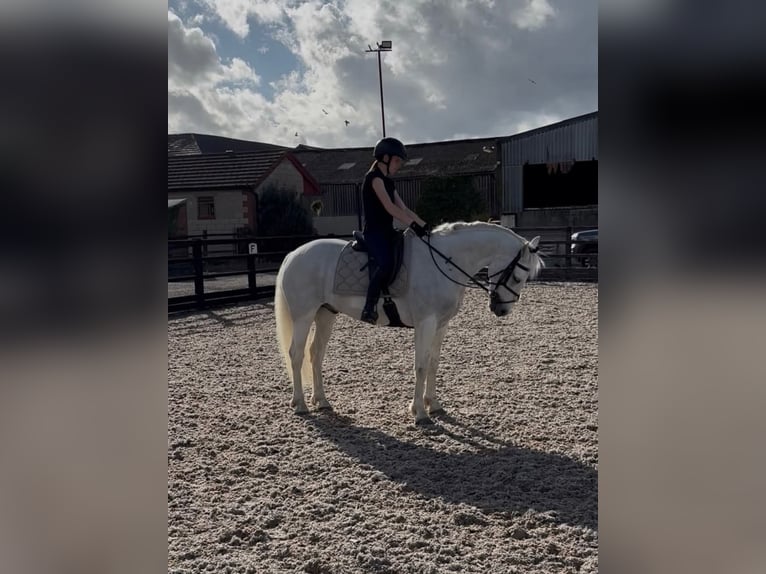 Connemara Caballo castrado 5 años 148 cm Tordo in Dublin