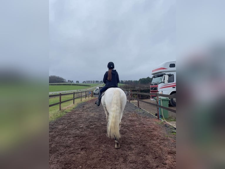Connemara Caballo castrado 5 años 148 cm Tordo in Dublin