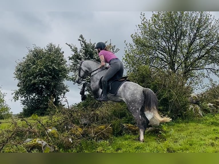 Connemara Caballo castrado 5 años 148 cm Tordo in Sligo