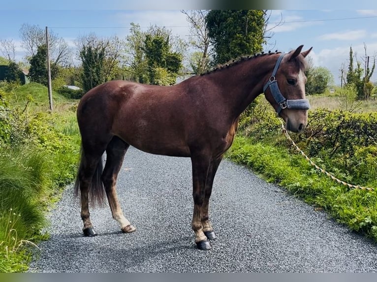 Connemara Caballo castrado 5 años 148 cm Tordo in Sligo