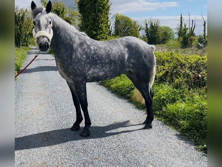 Connemara Caballo castrado 5 años 148 cm Tordo in Sligo