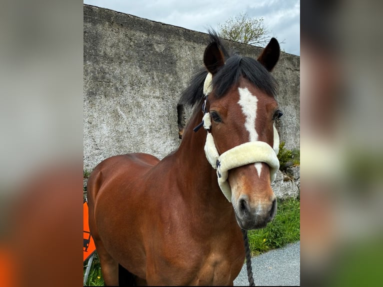 Connemara Caballo castrado 5 años 148 cm Tordo in Sligo