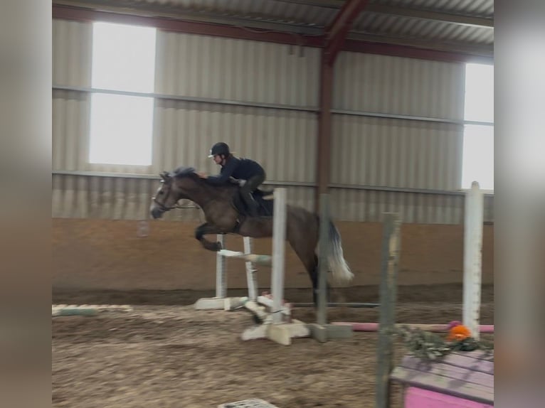 Connemara Caballo castrado 5 años 148 cm Tordo in Sligo