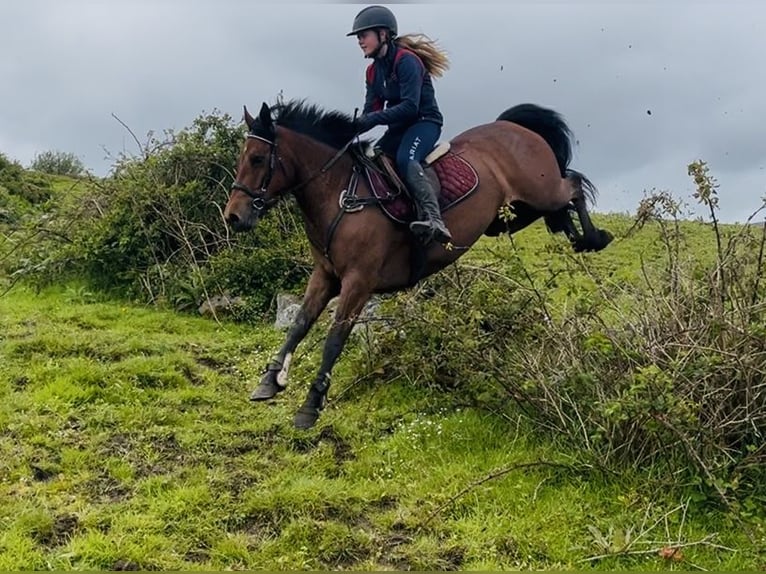 Connemara Caballo castrado 5 años 148 cm Tordo in Sligo