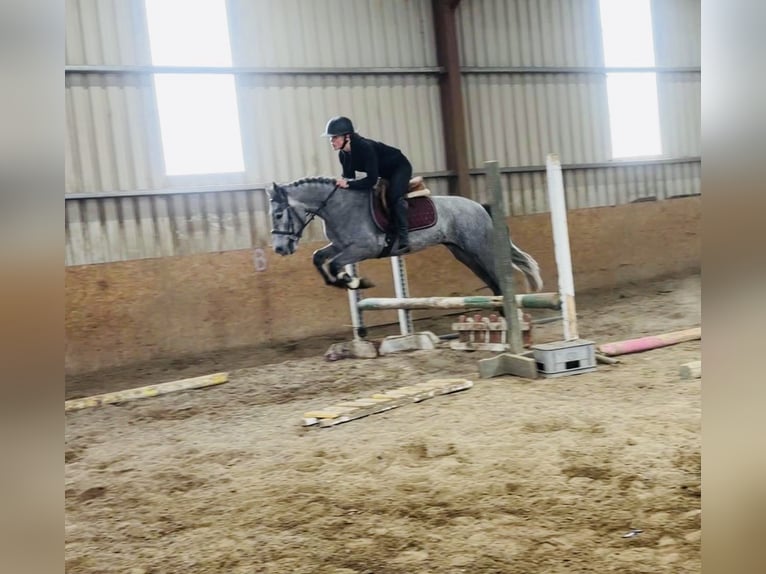 Connemara Caballo castrado 5 años 148 cm Tordo in Sligo