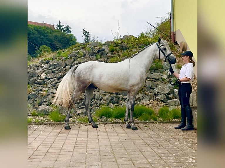Connemara Caballo castrado 5 años 148 cm Tordo rodado in Lisberg