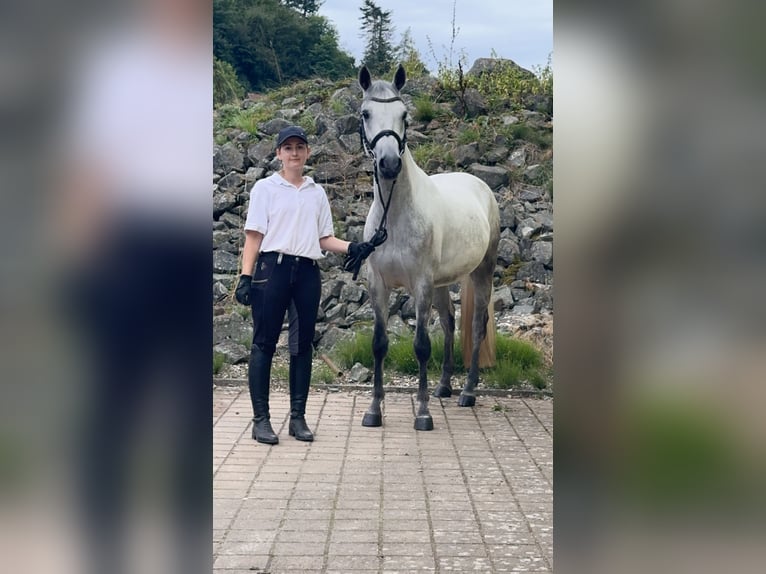Connemara Caballo castrado 5 años 148 cm Tordo rodado in Lisberg