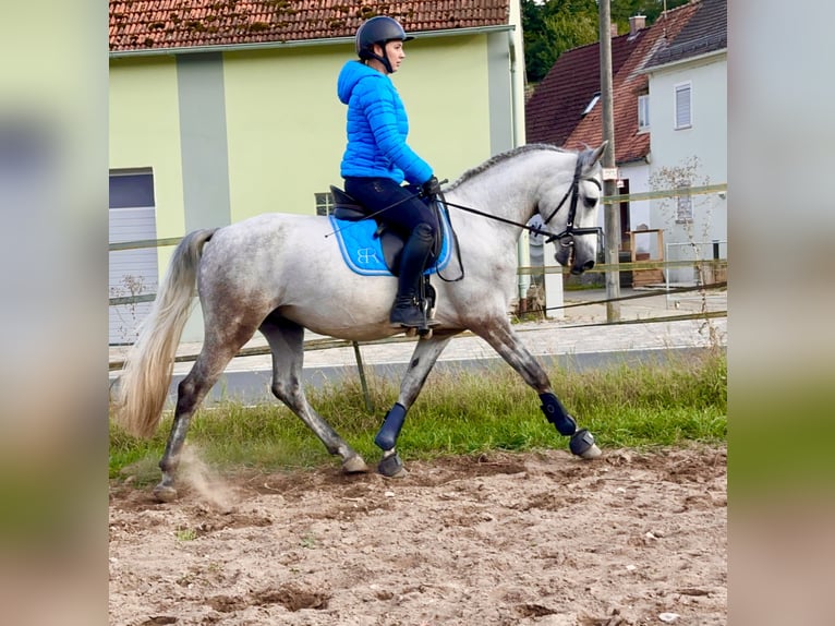 Connemara Caballo castrado 5 años 148 cm Tordo rodado in Lisberg