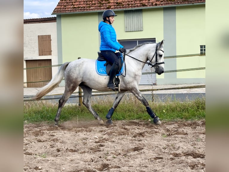 Connemara Caballo castrado 5 años 148 cm Tordo rodado in Lisberg