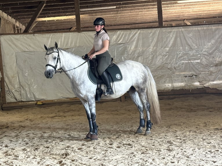 Connemara Caballo castrado 5 años 148 cm Tordo rodado in Lisberg