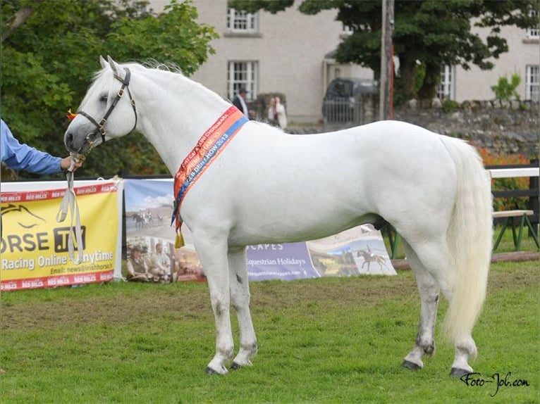 Connemara Caballo castrado 5 años 148 cm Tordo rodado in Lisberg