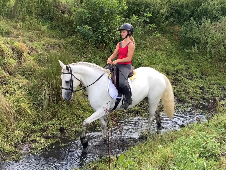 Connemara Caballo castrado 5 años 150 cm Tordo in Mountrath