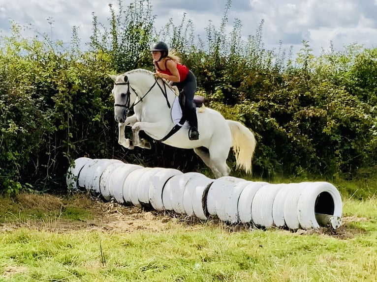 Connemara Caballo castrado 5 años 150 cm Tordo in Mountrath