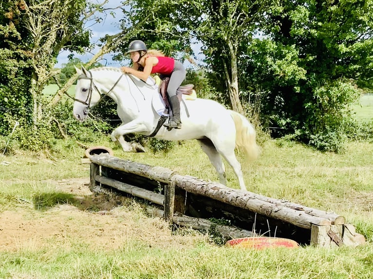Connemara Caballo castrado 5 años 150 cm Tordo in Mountrath