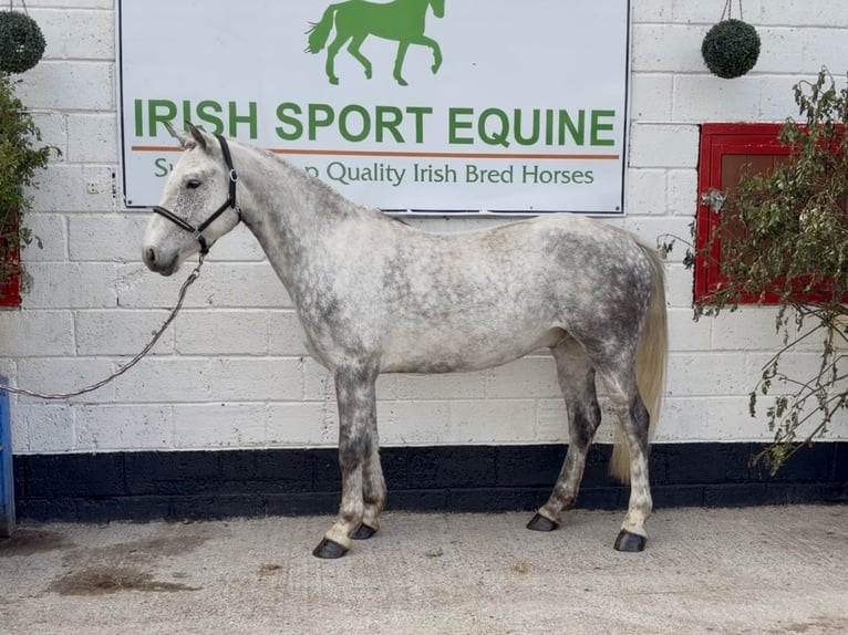 Connemara Caballo castrado 5 años 150 cm Tordo in Laois