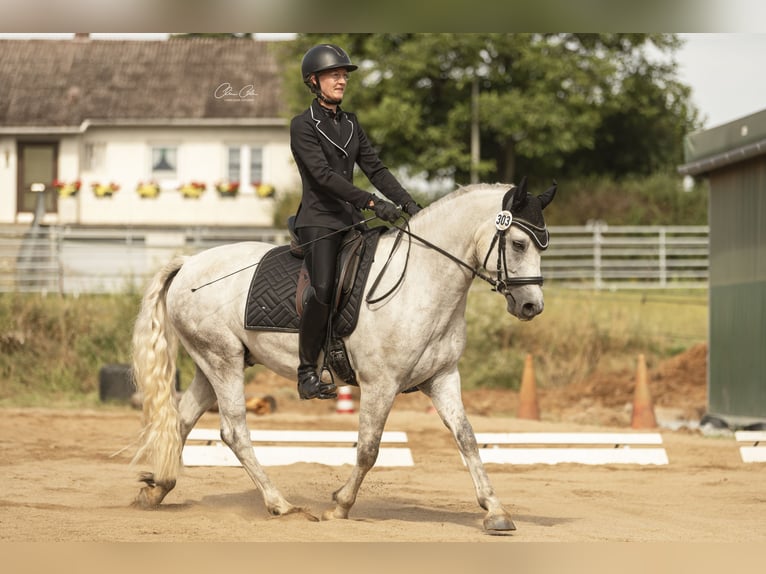 Connemara Caballo castrado 5 años 150 cm Tordo rodado in Bayreuth