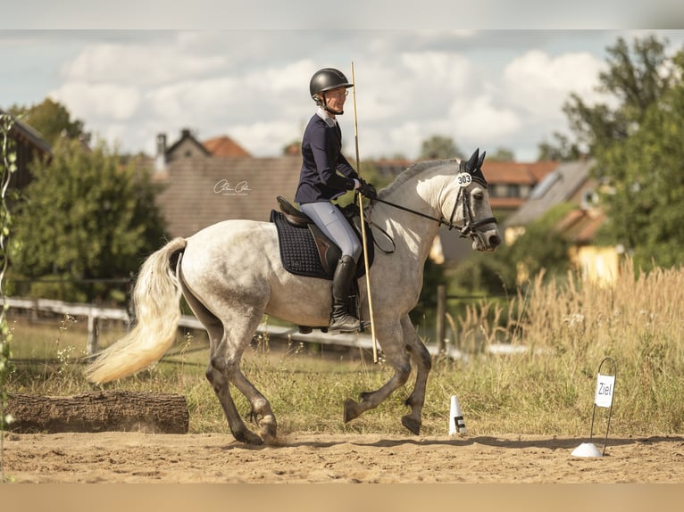 Connemara Caballo castrado 5 años 150 cm Tordo rodado in Bayreuth