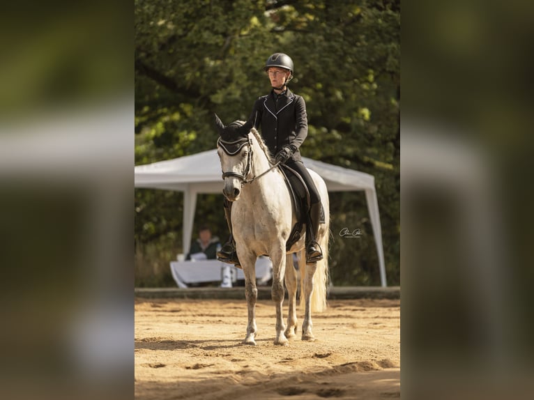 Connemara Caballo castrado 5 años 150 cm Tordo rodado in Bayreuth