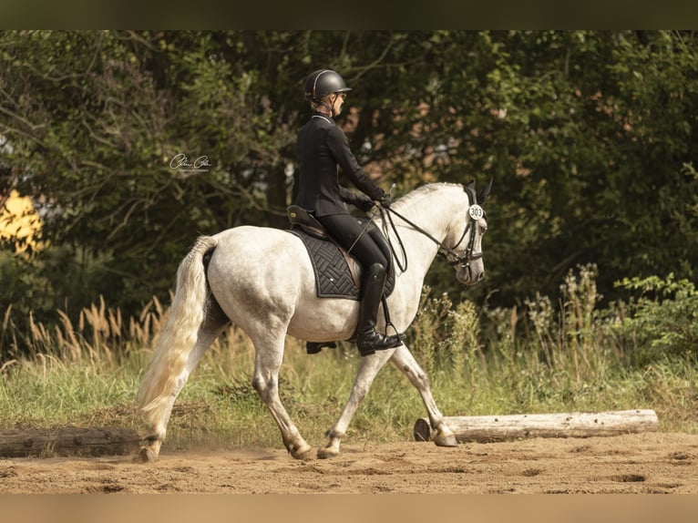 Connemara Caballo castrado 5 años 150 cm Tordo rodado in Bayreuth