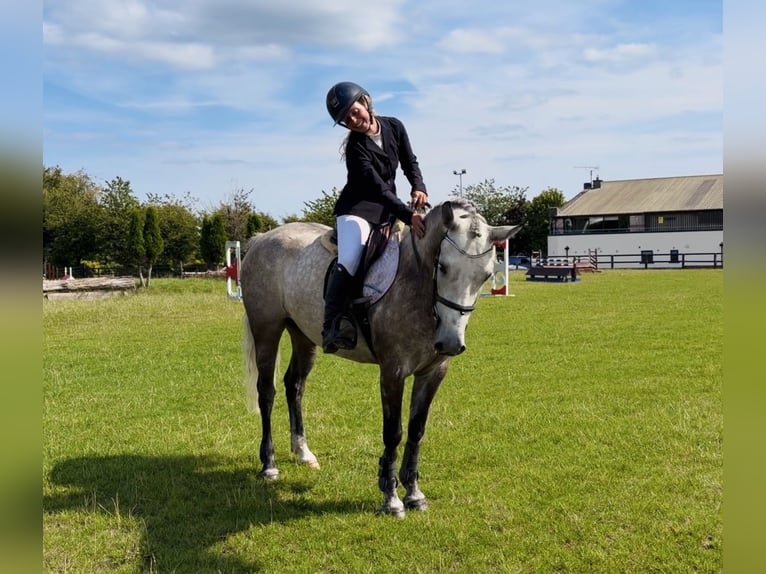 Connemara Caballo castrado 5 años 150 cm Tordo rodado in Mountrath, Co. Laois