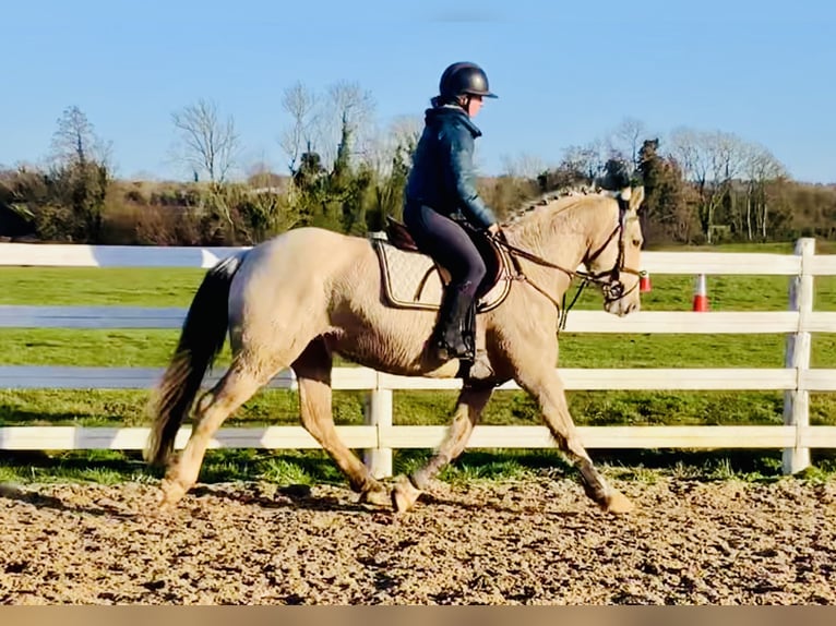 Connemara Caballo castrado 5 años 152 cm Bayo in Mountrath