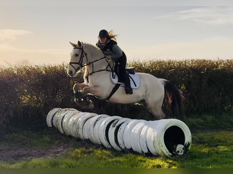 Connemara Caballo castrado 5 años 152 cm Bayo in Mountrath