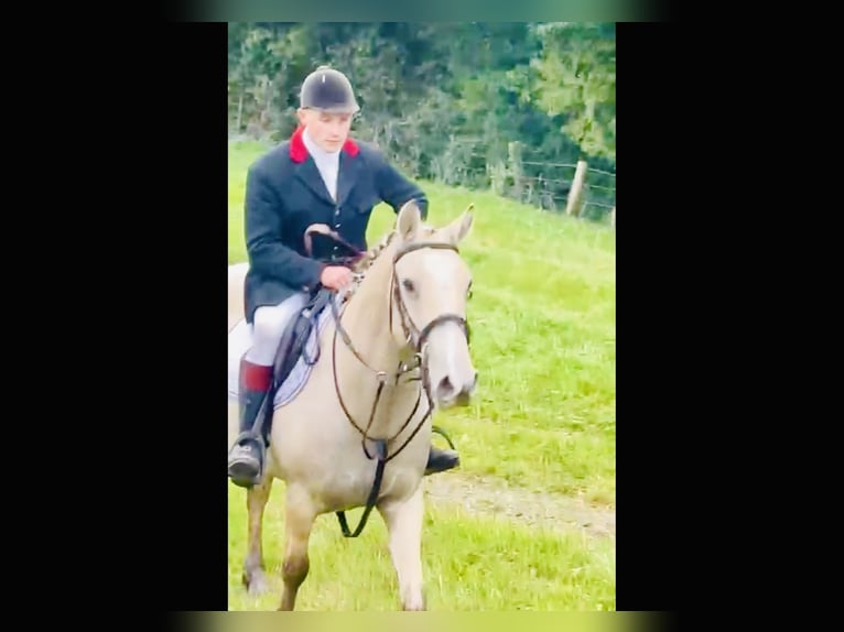 Connemara Caballo castrado 5 años 152 cm Bayo in Mountrath