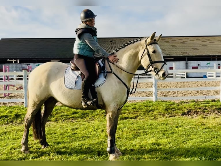 Connemara Caballo castrado 5 años 152 cm Bayo in Mountrath