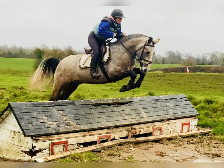 Connemara Caballo castrado 5 años 152 cm Tordo in Mountrath