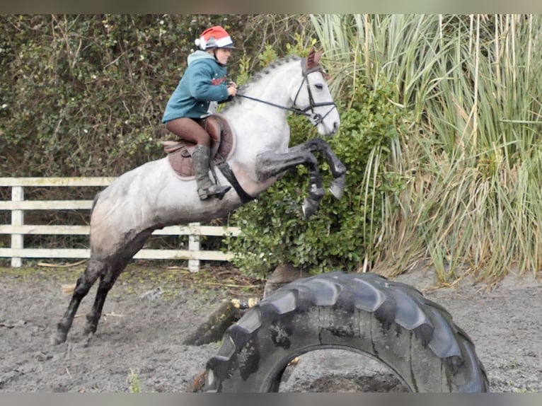 Connemara Caballo castrado 5 años 152 cm Tordo in Mountrath