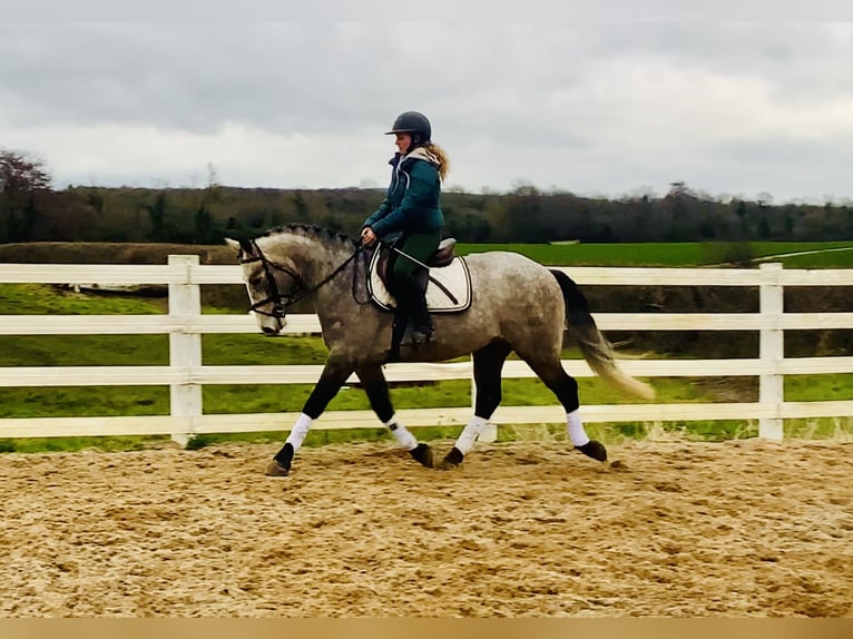 Connemara Caballo castrado 5 años 152 cm Tordo in Mountrath
