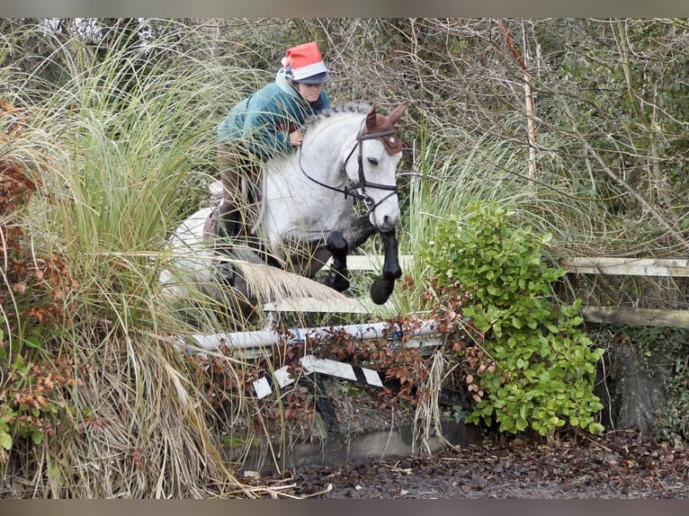 Connemara Caballo castrado 5 años 152 cm Tordo in Mountrath
