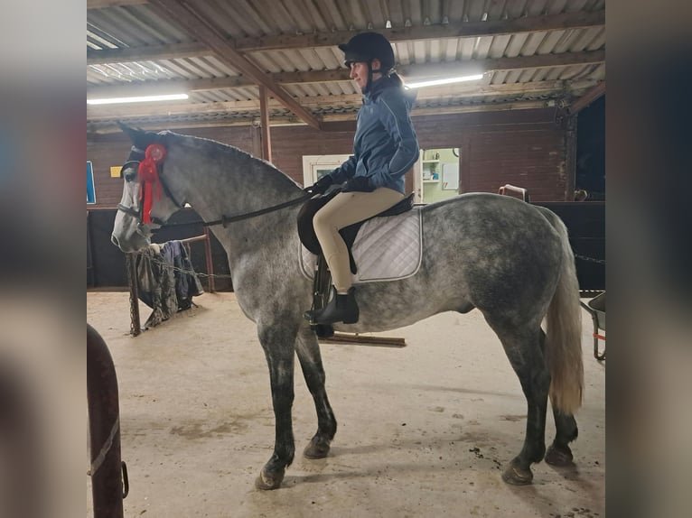 Connemara Caballo castrado 5 años 152 cm Tordo in Mullingar