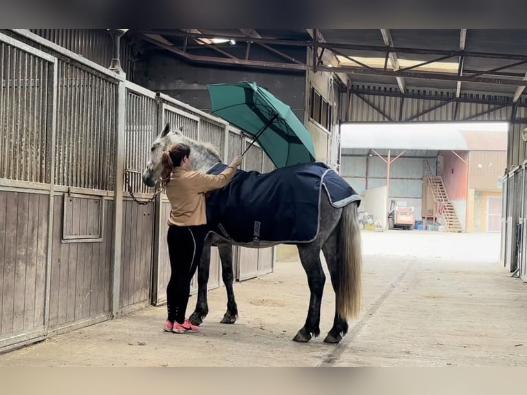 Connemara Caballo castrado 5 años 152 cm Tordo in Mullingar