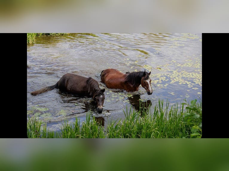 Connemara Caballo castrado 5 años 152 cm Tordo rodado in Burgdorf